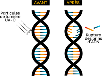 Shéma de principe de la désinfection par UV-C